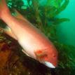 Female California sheephead at the special closure