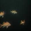 Canary rockfish in Año Nuevo SMR