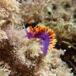 Spanish shawl nudibranch, Arrow Pt to Lion Head Pt SMCA