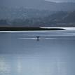 An osprey in the Batiquitos Lagoon SMCA (No-Take)