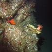 Painted anemone, vase sponge, starry rockfish, and sea stars at Big Creek SMR