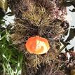 Umbrella crab on algae and surfgrass, White Rock SMCA