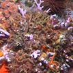 Western spiny brittle stars in Carmel Pinnacles SMR