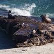 California sea lions at Carrington Point SMR