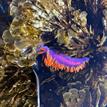 Spanish shawl nudibranch in Crystal Cove SMCA