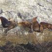 California sea lions at the special closure