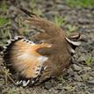 Killdeer in Drakes Estero SMCA