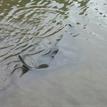 Bat ray in Estero de San Antonio SMRMA