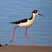 Black-necked stilt in Goleta Slough SMCA (No-Take)