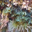 Brown seaweed, Dictyota flabellata, in Laguna Beach SMR