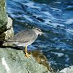 Wandering tattler at Lover's Cove SMCA