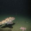 Lingcod and short-spined sea star in Montara SMR