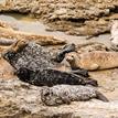 Harbor seals at the SMR