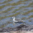 Red-necked phalarope, Navarro River Estuary SMCA