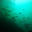 Rockfish in bull kelp, Point Arena SMR