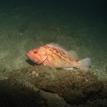 Brown rockfish at Point Buchon SMR
