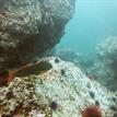 Female kelp greenling and urchins at Point Cabrillo SMR