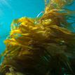 Giant kelp in Point Conception SMR