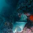 Bat ray in Point Lobos SMR