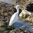 Snowy egret in Abalone Cove SMCA