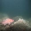 Brown rockfish near Russian River SMCA