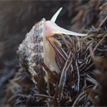 Shield limpet in Salt Point SMCA