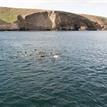 California sea lions at Santa Barbara Island