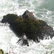 Wash rock covered with sea palms, Saunders Reef SMCA