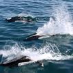 Dall's porpoises in Soquel Canyon SMCA