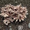 Coralline algae in South Cape Mendocino SMR