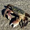 Striped shore crab in South Humboldt Bay SMRMA