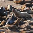 Steller sea lions near Southwest Seal Rock Special Closure