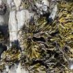 Little rockweed in Stewarts Point SMR