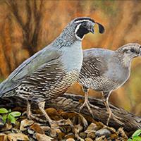 California Quail by Roberta Baer