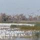 Flocks of waterfowl on flooded fields