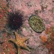 Red abalone, red sea urchin, leather star, and anemones