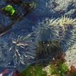 Aggregating anemones in a tidepool, Van Damme SMCA