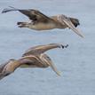 Brown pelicans at Cabrillo State Marine Reserve