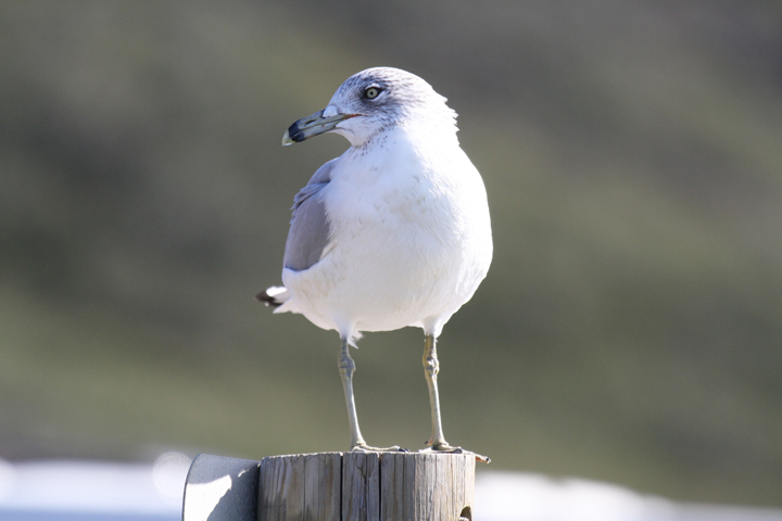 ring-billed gull standing on a wooden sign post