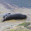 Pacific harbor seal mother and pup at Cabrillo State Marine Reserve