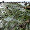 Surfgrass bed at Cabrillo State Marine Reserve