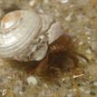 Bluebanded hermit crab at Cabrillo State Marine Reserve