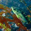 Yellowtail rockfish amid giant kelp, Anacapa Island SMR