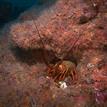 California spiny lobster and brittle stars at the SMR