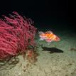Copper rockfish and gorgonian at the SMR