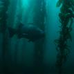 Giant sea bass in the kelp forest at the SMR