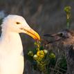 Western gull feeding pipefish to its chick