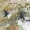 Pelagic cormorants nesting in Año Nuevo SMR