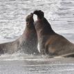 Northern elephant seals in Año Nuevo SMR