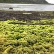 Green algae near Batiquitos Lagoon SMCA (No-Take)